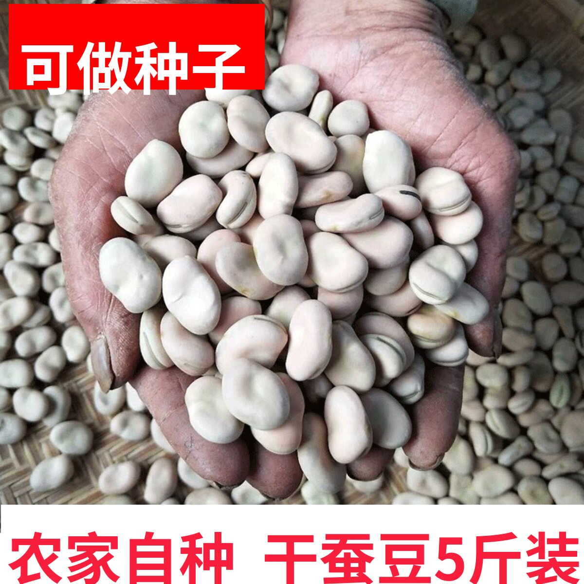 云南干蚕豆5斤装包邮可发芽散装生的新货胡豆罗汉豆新鲜蚕豆种子