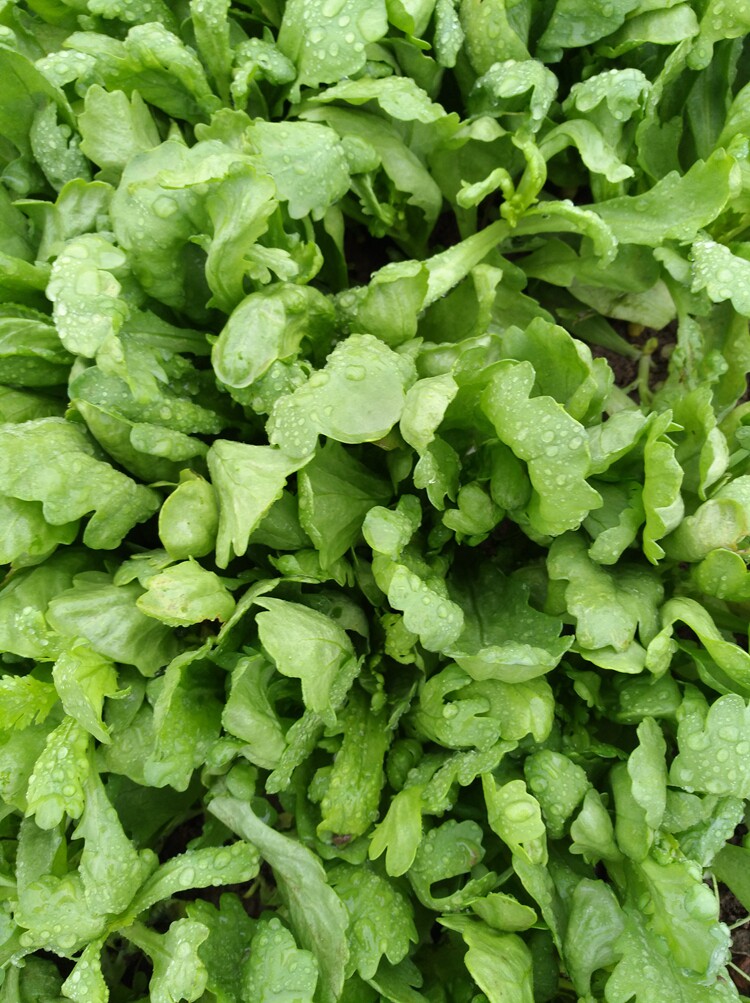 农家自种食用新鲜蔬菜大叶茼蒿蓬蒿菜蒿子菜火锅菜满3斤包邮