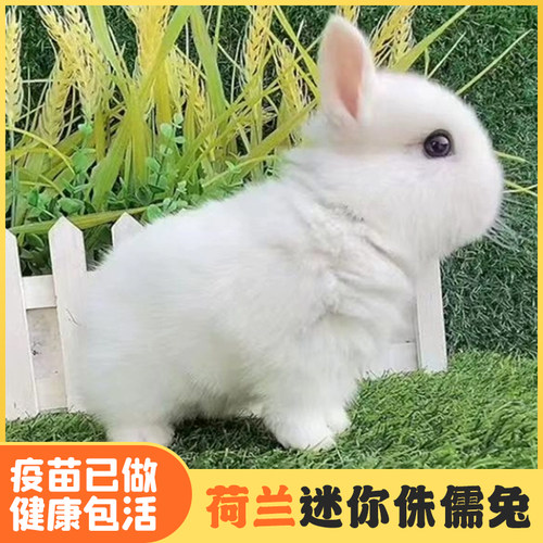宠物兔子活物小型迷你侏儒兔活