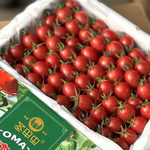 圣甲虫沙地小番茄新鲜圣女果当季水果礼盒千禧小柿子顺丰北京发