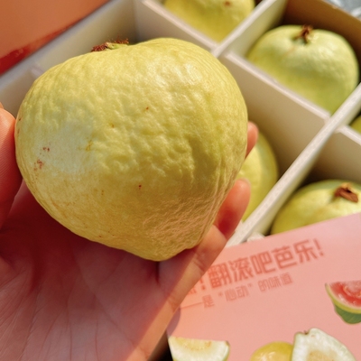 福建软心奶油冰淇淋芭乐