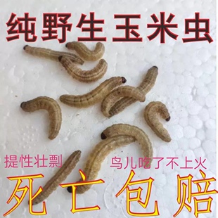 野生玉米虫,鸟零食,补膘不上火,麦子虫也是纯野生北京麻根虫活虫