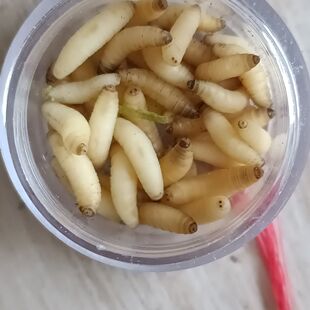 苇子虫纯天然高蛋白小虫红子鸟虫子补膘不上火麦子虫玉米虫麻根虫