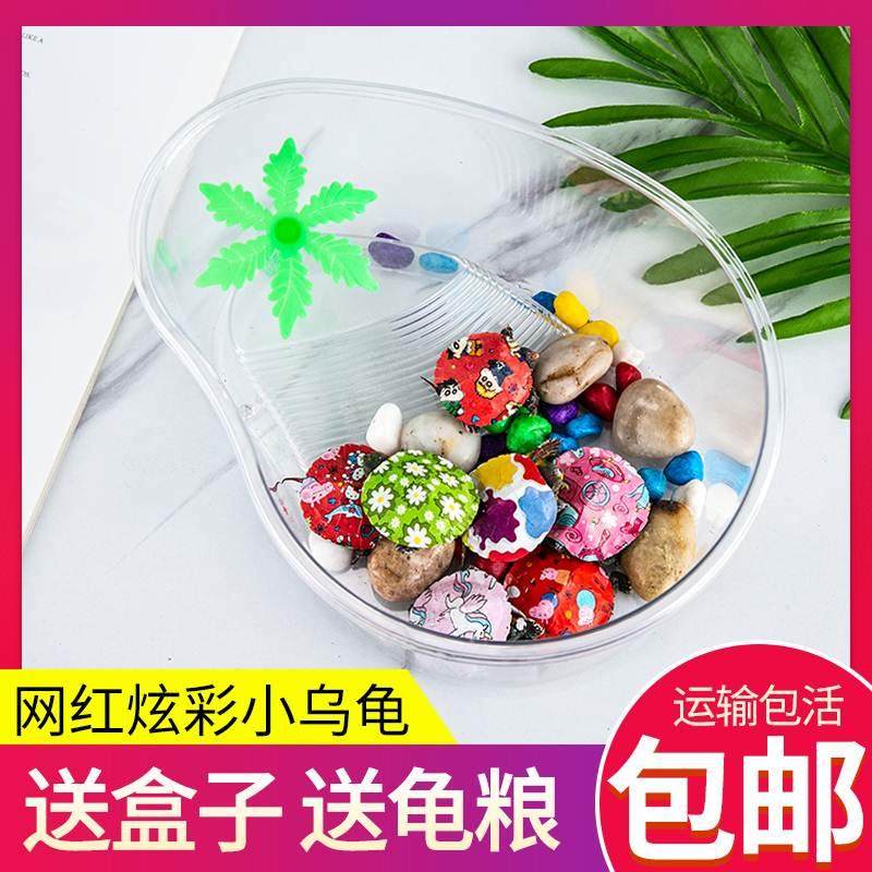 炫彩小乌龟活物网耐红七彩卡L-345267通乌龟宠好养物活动彩色小物