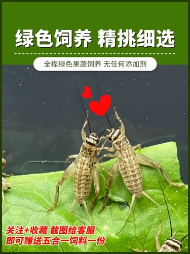 白蟋蟀黑蟋蟀针头蟋蟀活体蛐蛐油葫芦龙鱼角蛙守宫蜥蜴蜘蛛鸟食