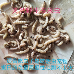野生玉米虫,鸟零食,补膘不上火,麦子虫也是纯野生北京麻根虫活虫