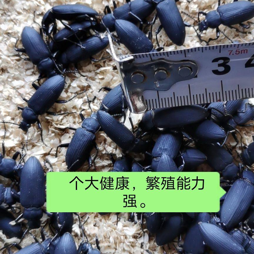 蛋白虫种虫大麦虫繁殖虫面包虫大麦甲壳虫母虫小黑虫活体虫种包邮,宠物/宠物食品及用品,特色爬宠/鸣虫,淘宝优惠券,粉丝福利购,淘宝优惠卷