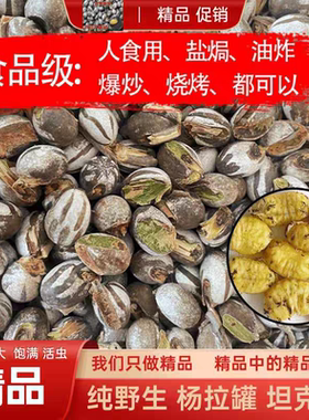 洋辣子坦克虫昆虫蚕蛹阳拉羊啦杨辣子罐钓鱼饵扁刺蛾幼虫鸟虫宠物