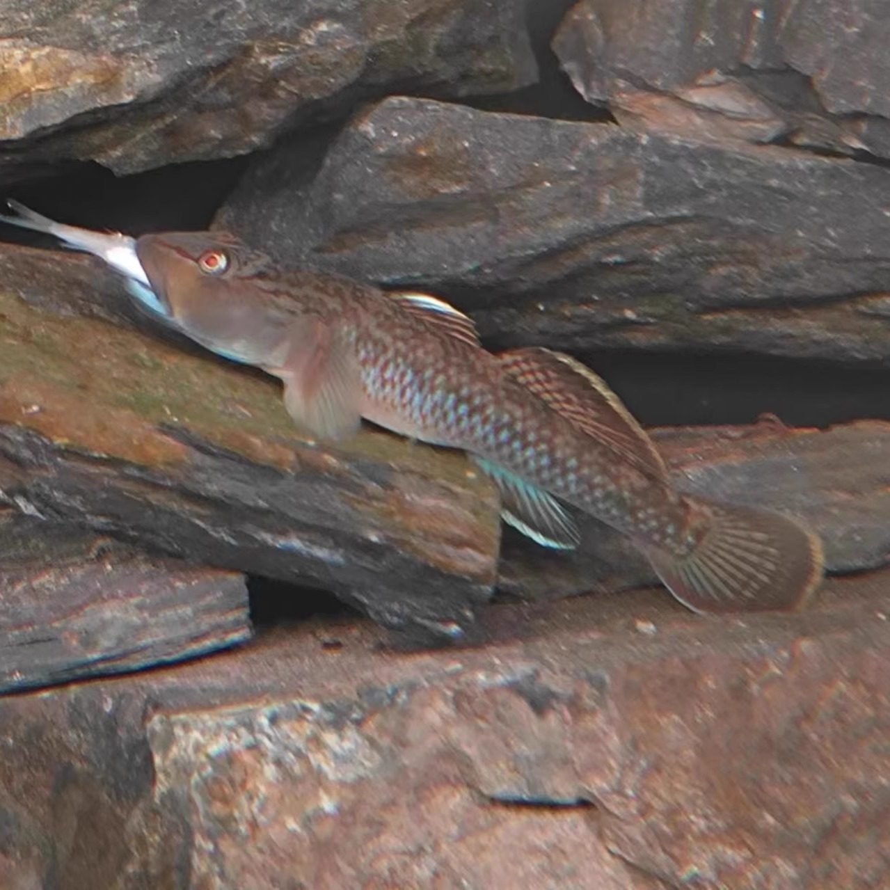 东北圆帆褐吻吐沙子原生鱼鱼冷水鱼淡水大帆褐吻虾虎虾虎鱼除藻繁