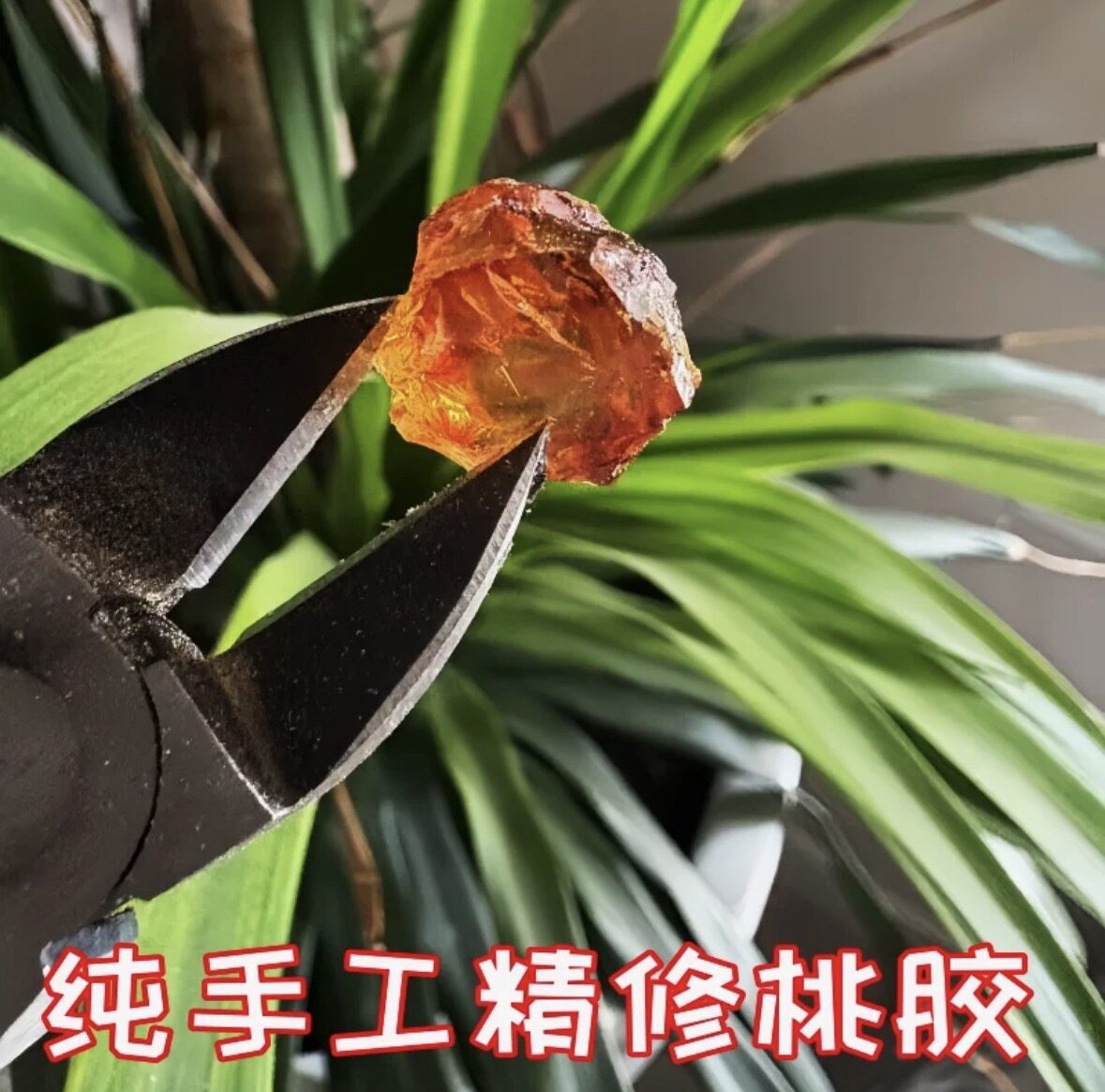 正宗老树桃胶100%纯天然手工精修水蜜桃胶无杂质可搭雪燕皂角米