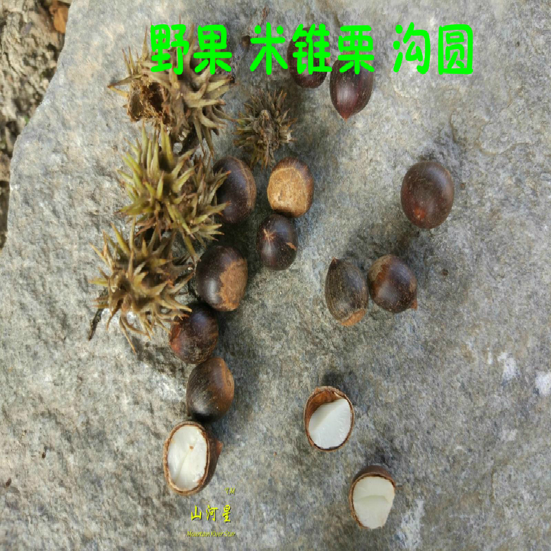 锥子野生锥栗板栗新鲜毛栗子椎子