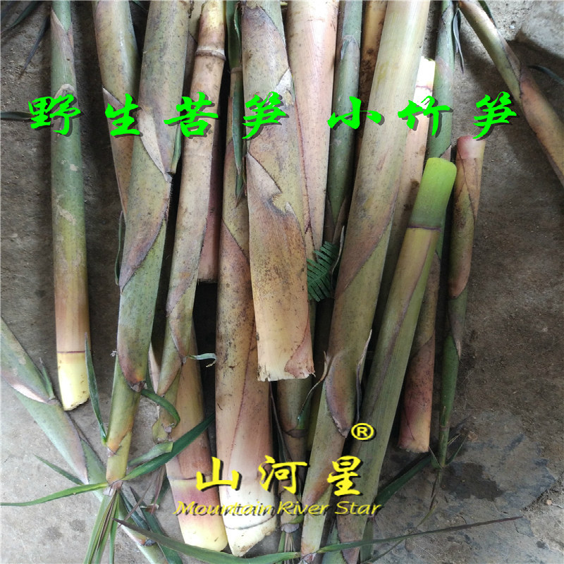 山河星野菜带壳苦笋野生新鲜客家春笋手剥笋小竹笋雷竹笋5斤 三明