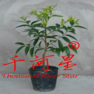 竹柏树苗 叶罗汉松科活化石盆栽绿植驱蚊福建三明清流龙岩