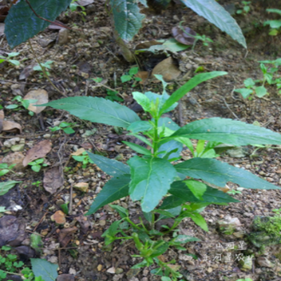 新鲜苗草植物叶花草茶鸡骨香佩兰