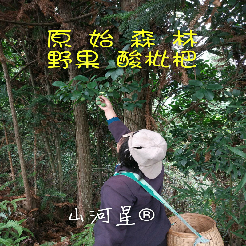 闽孕妇野水果黄酮酸竹桔野草山黄皮岭南山竹子酸桐子木竹山竹节子