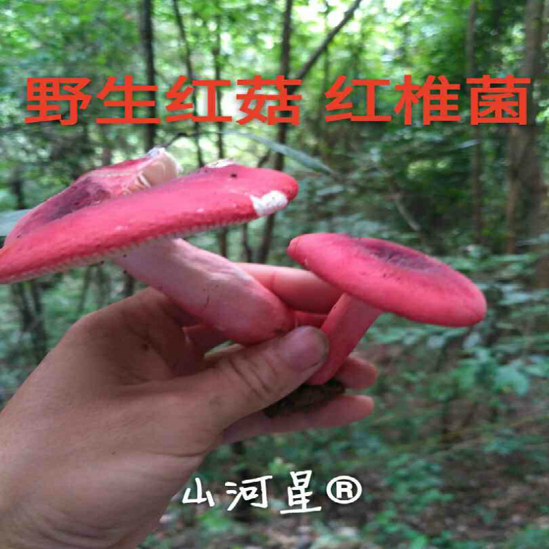 山河星正宗闽三明清流野生红菇农家山珍野果红蘑菇红椎菌送礼补品