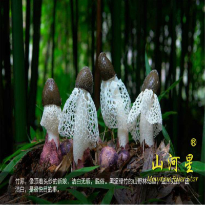 山河星 生态农家 竹荪 干货 100g 无硫 古田特产竹笙菌菇新货福建