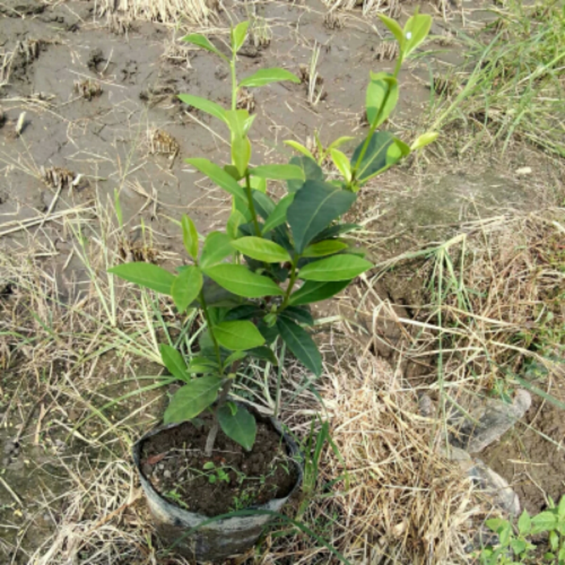 红茶乌龙茶铁观音茶叶苗武夷岩茶树苗植物花草办公室盆栽绿植花卉