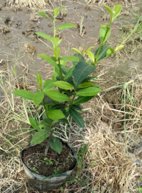 绿植办公室盆栽花卉树苗
