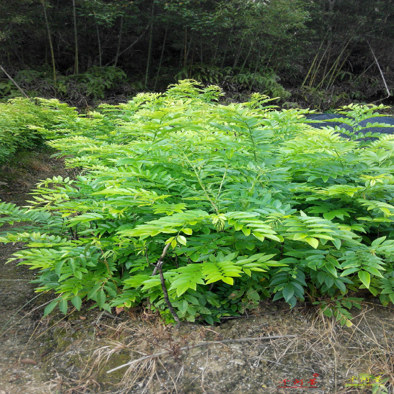 海南黄花梨树苗降香花梨木黄檀红木苗香枝木福建三明清流闽西