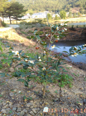 山河星油茶树苗茶油苗白花茶子果苗龙眼山茶油果树新品种闽茶籽苗