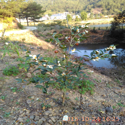 山河星油茶树苗白花茶子果苗龙眼山茶油果树新品种闽茶籽苗茶油苗