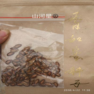 种子甜如蜜福建香茹瓜果