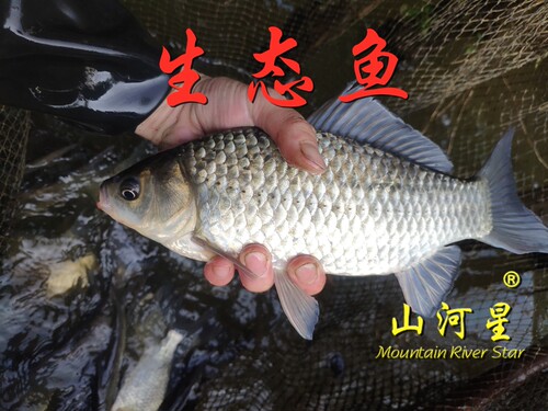 山河星Mountain River Star花卉苗木树苗中野草山珍野果 生态鱼苗