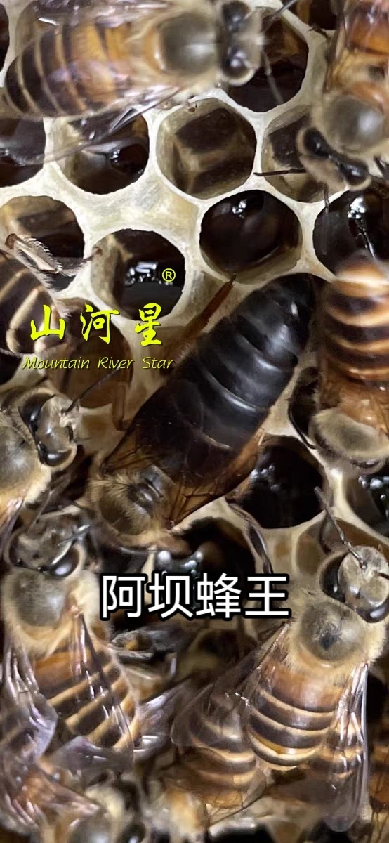 中蜂蜂王活体双色杂交阿坝红环天柱黑背授粉闽野蜂本地土蜂处女王