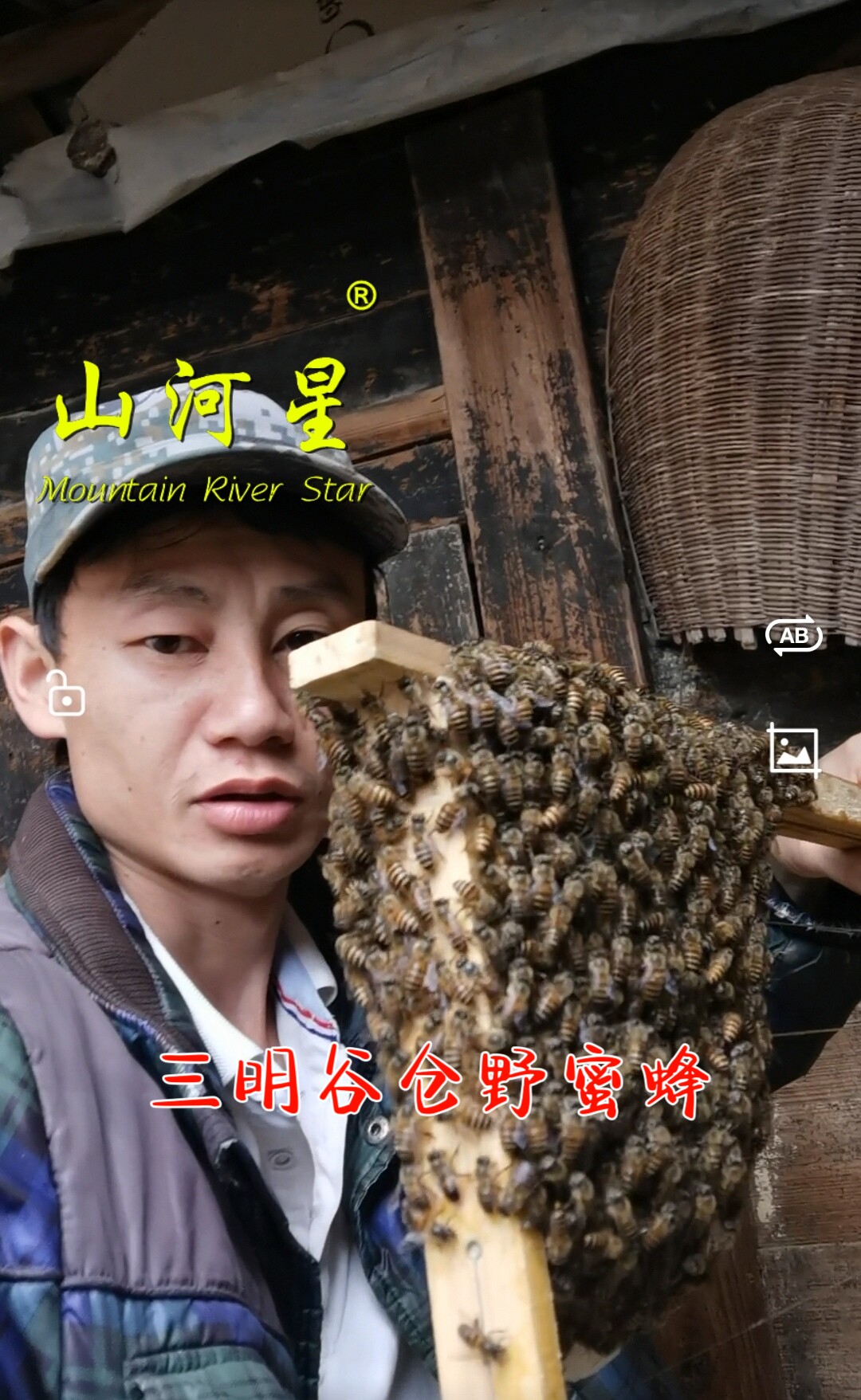 中蜂蜂王活体双色杂交阿坝红环授粉野蜜蜂闽本地土蜂产卵王处女王