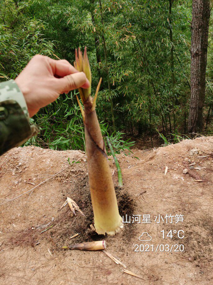 山河星 野生新鲜带壳苦笋清水煮笋春笋手剥笋小竹笋雷竹笋福建5斤