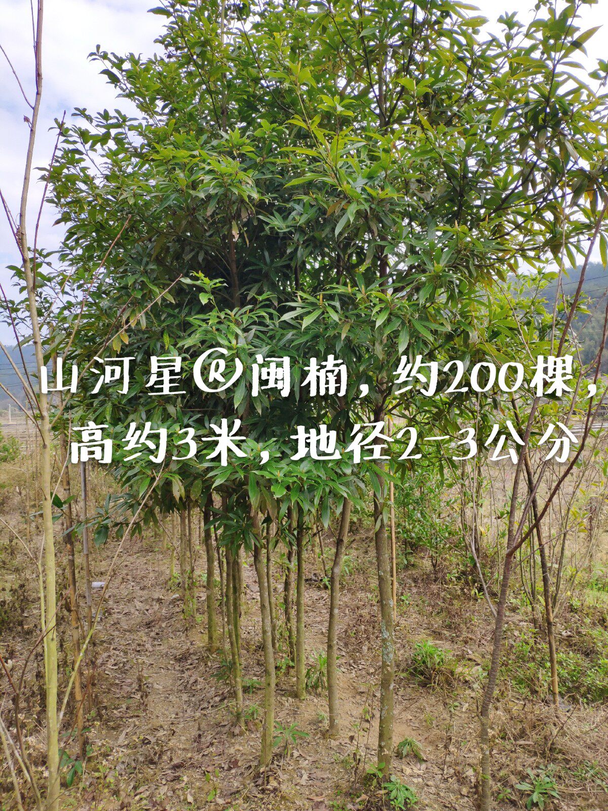 闽楠 小叶桢楠 金丝楠木 树苗 种子苗 四川红木福建三明滇润香紫
