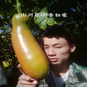 稀少 山河星生态新鲜香如蜜茹奇异果少见没见过 罕见 特色水果