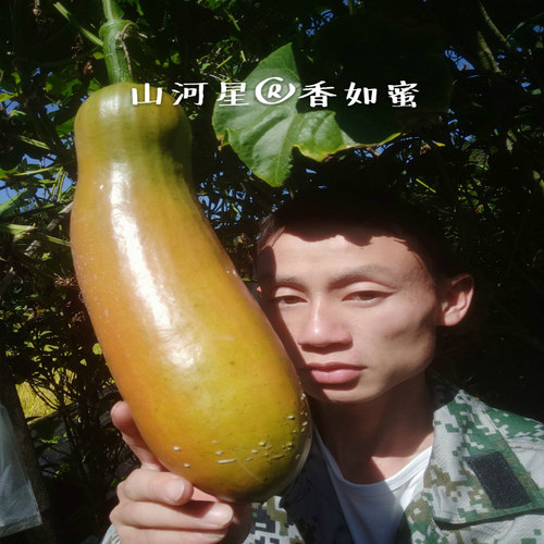 山河星生态新鲜香如蜜茹奇异果少见没见过的罕见的稀少的特色水果