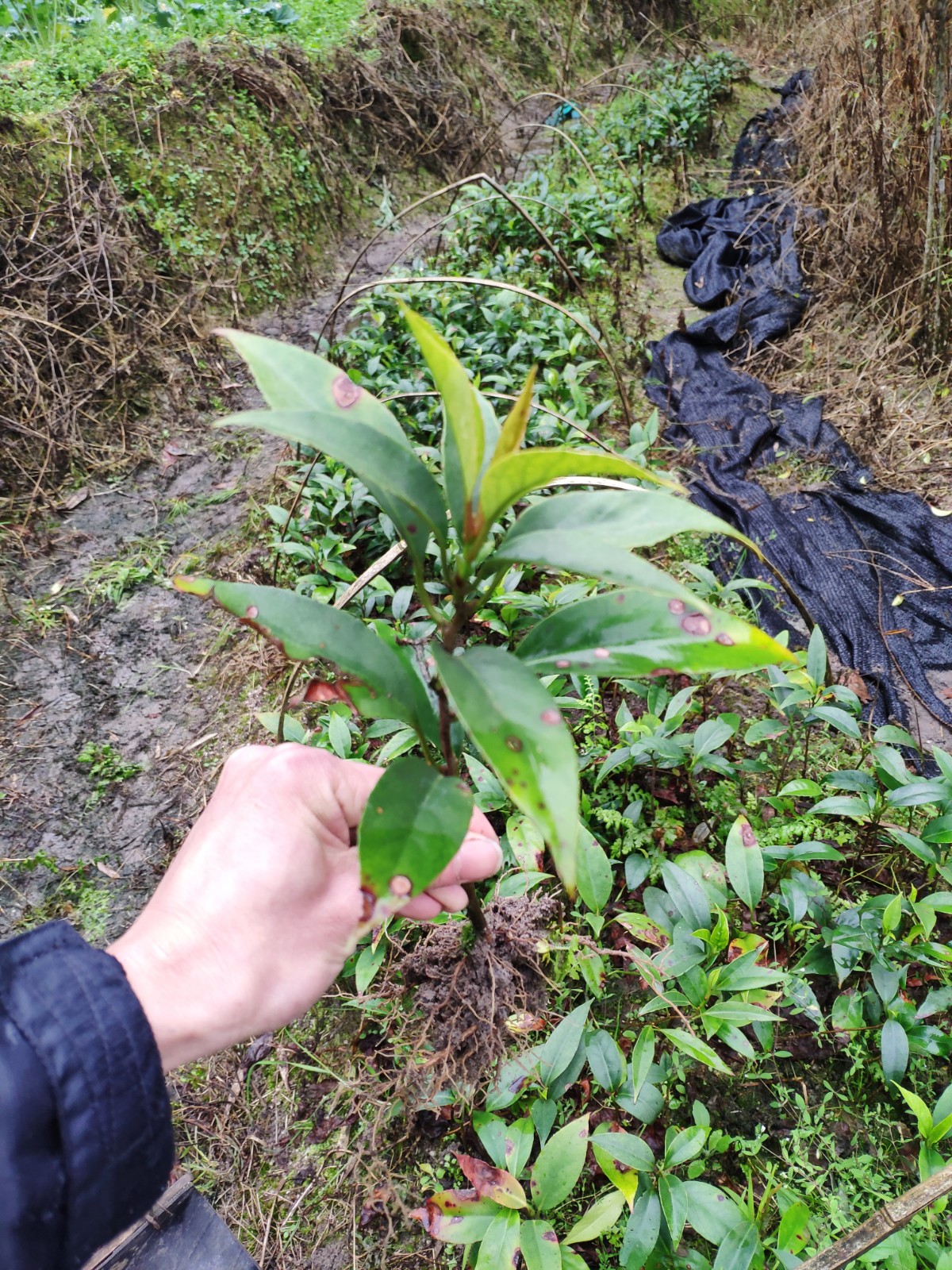果树苗布福娜生态黑老虎树苗水果苗爬藤酒饭团南北方种植当年结果