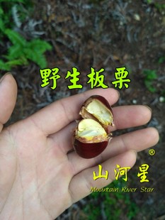山河星新鲜甘栗毛栗子甜生板栗零食坚果干果清蒸野生水果板栗锥栗