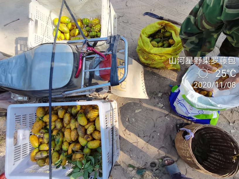 山河星野果罗藤果新鲜