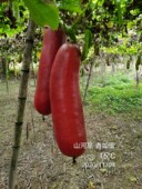 山河星新鲜香如蜜瓜儿童孕妇不常见没见过罕见稀奇 特色水果 2个