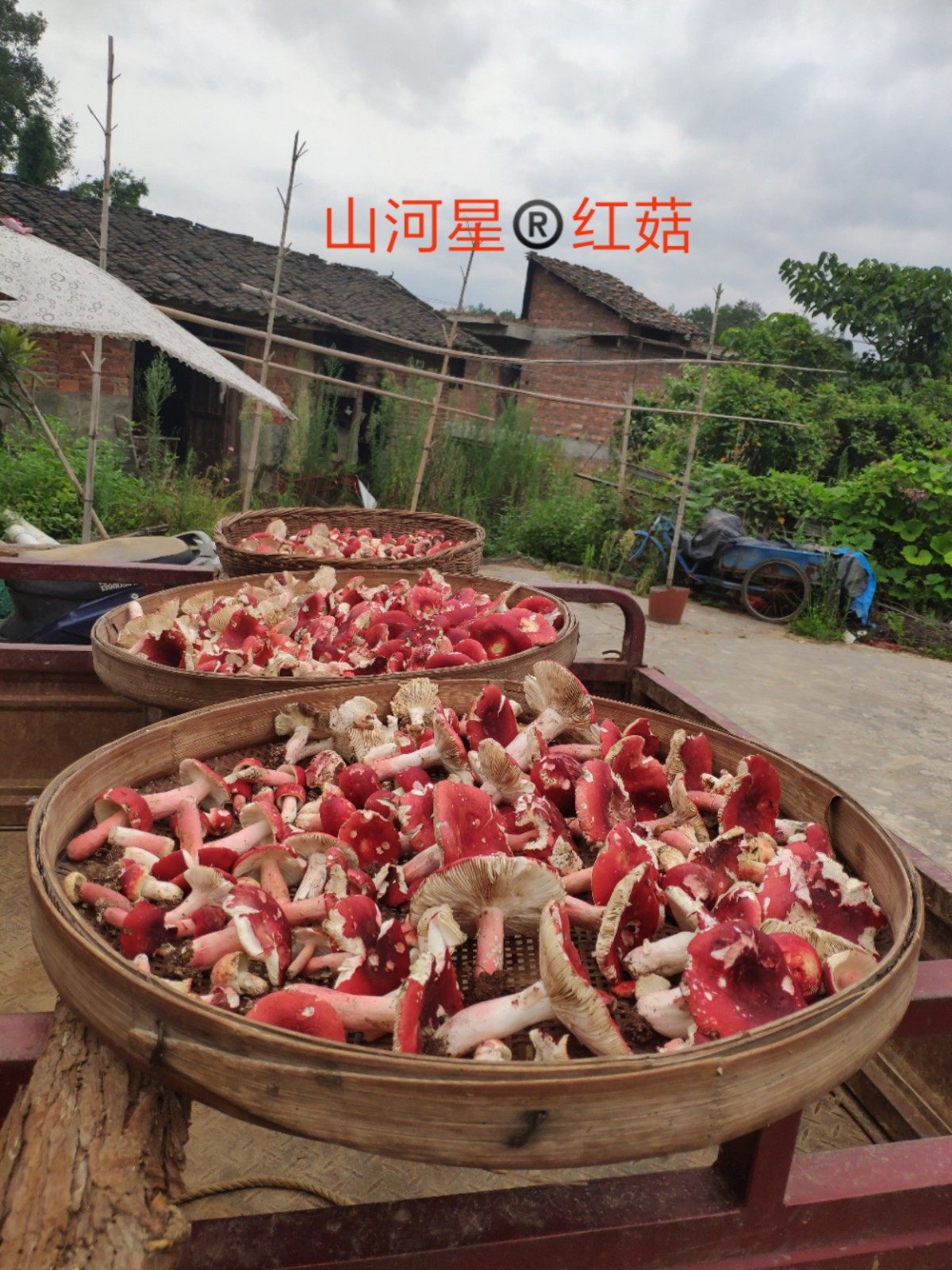 山河星土货野生真红菇红椎菌野红蘑菇食用菌山珍野味福建三明闽西
