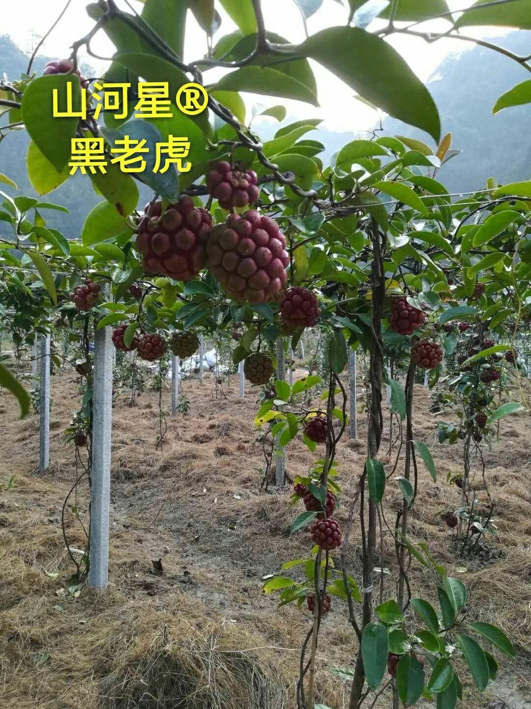 闽网红布福娜果苗新鲜黑老虎苗冷饭团大血藤大钻水果树苗地栽盆栽
