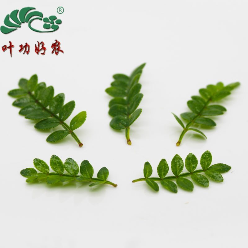 新鲜摆盘装饰花草 木香叶 50片/盒,水产肉类/新鲜蔬果/熟食,其它,淘宝优惠券,粉丝福利购,淘宝优惠卷