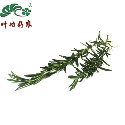 新鲜食用香草迷迭香西餐