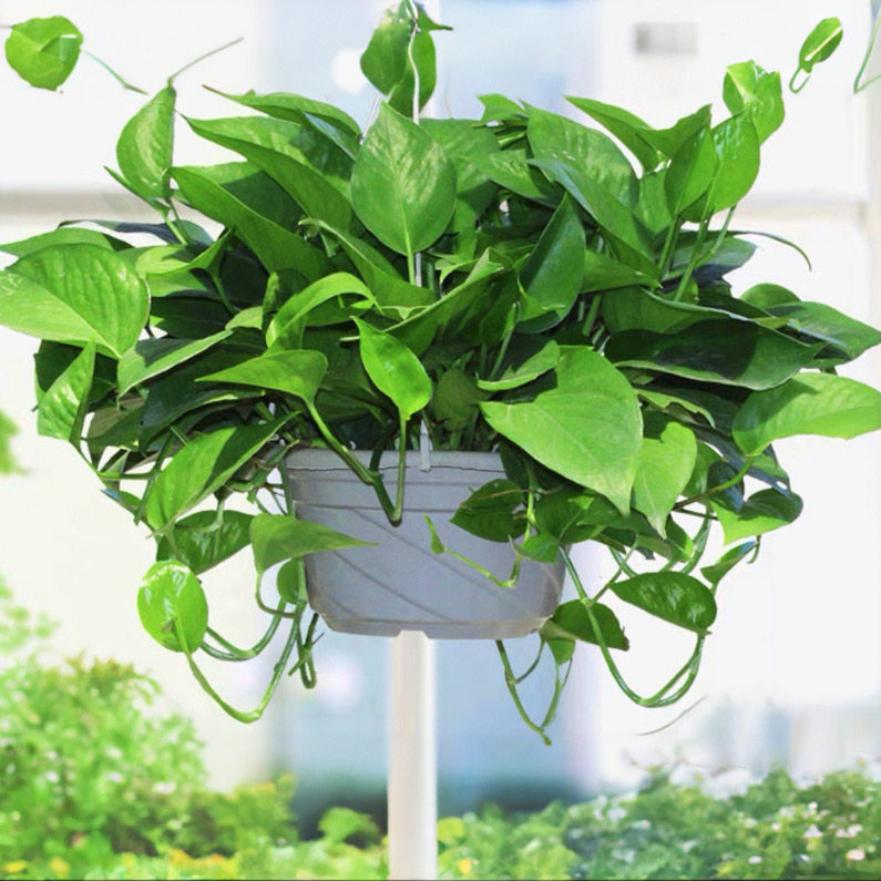 净空气长藤绿萝易养活阳台除甲醛