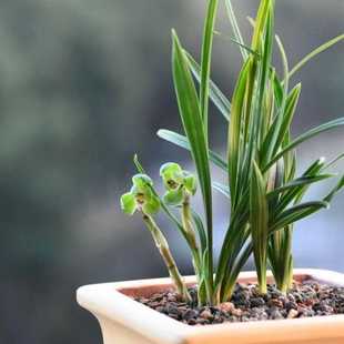 浙江春兰翠盖荷兰花苗春兰荷瓣矮种小型兰草室内阳台容易养老品种