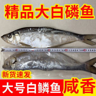 特大号咸白鳞鱼 山东特产咸香白鳞鱼咸力鱼咸鳓鱼自晒鱼干2斤香鱼