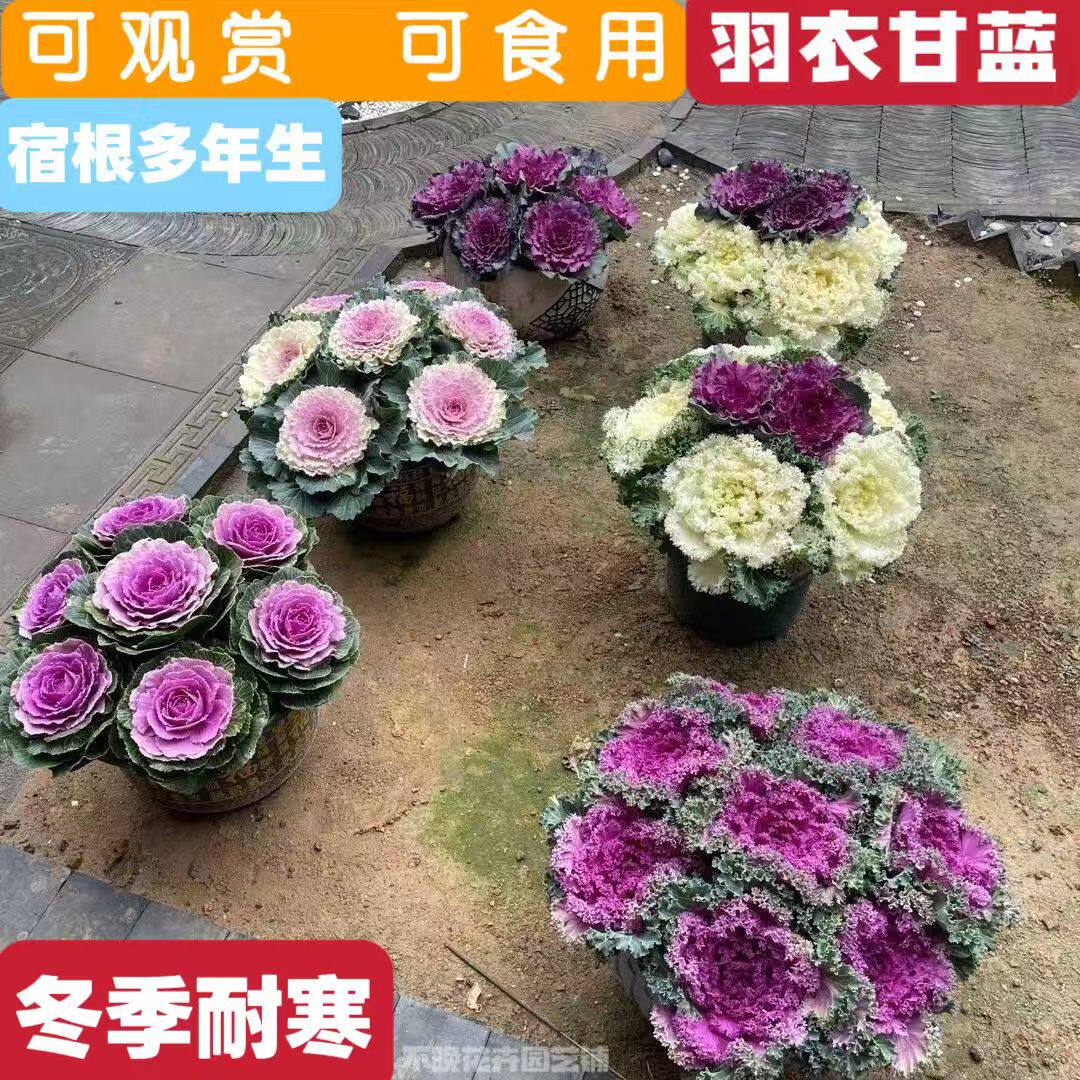 清仓羽衣甘蓝盆栽可观赏食用耐寒