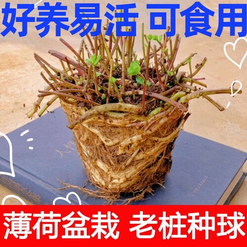 薄荷老桩盆栽可食用室内绿植