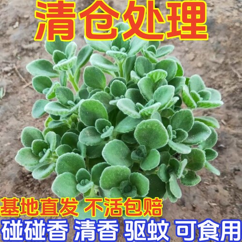 碰碰香清香驱蚊可食用懒人绿植