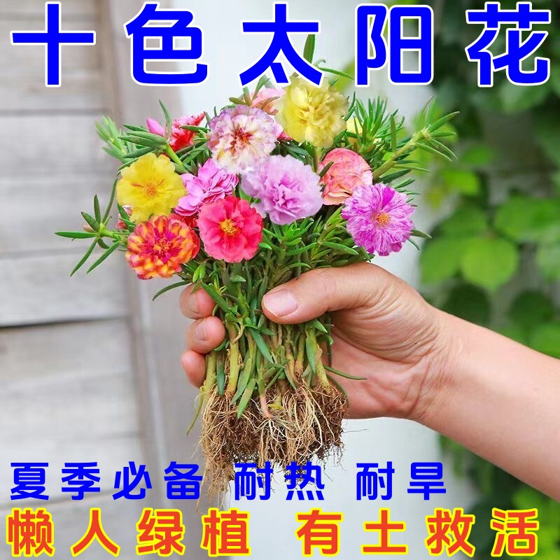 10色混种带根太阳花耐旱好养