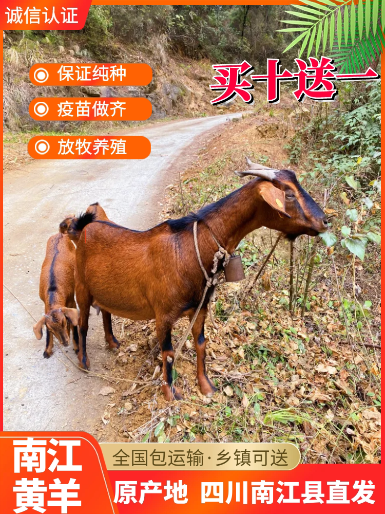 四川原产地南江黄羊纯种怀孕母羊种公羊黑山羊活苗小羊羔活体养殖